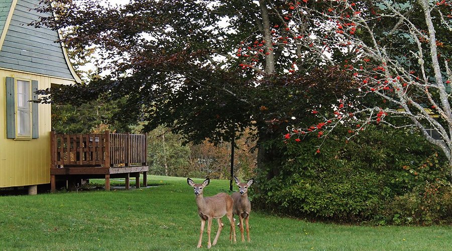 Deer grazing next to bedsitting chalets