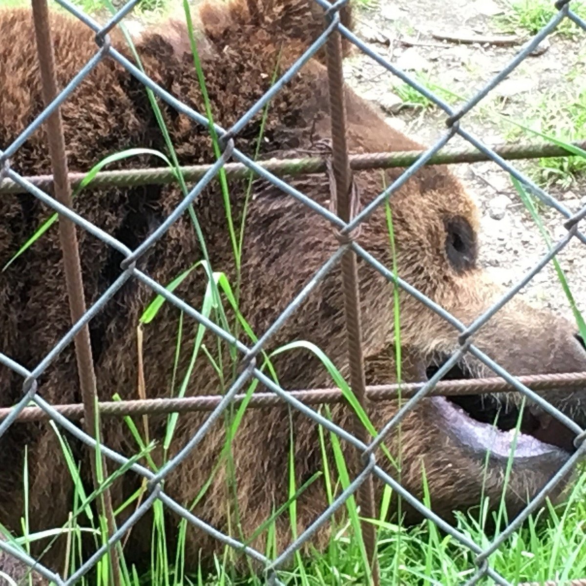 The Predator Center in Kuusamo, Куусамо: лучшие советы перед посещением -  Tripadvisor