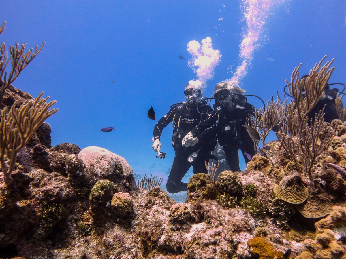 Buceo Palancar (Cozumel) - 2021 All You Need to Know Before You Go ...