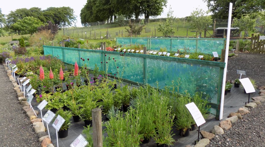 Sales beds with goose pen in the background.