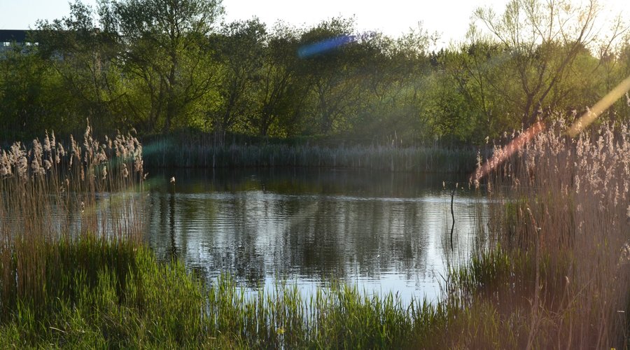 Summer view from Ashby Hide