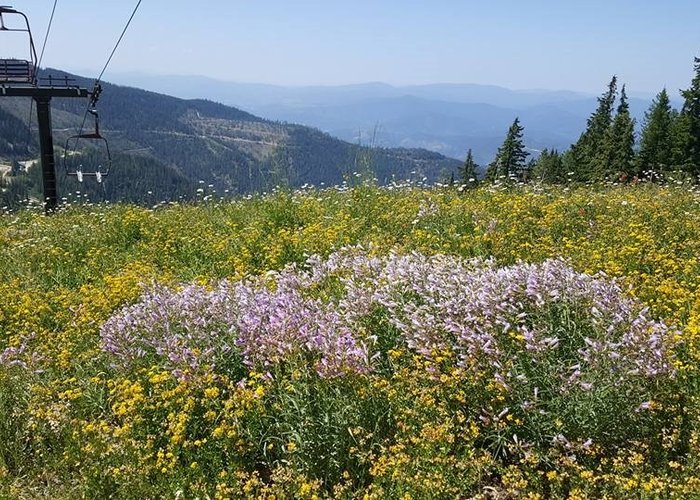 Wildflowers al the way to the top