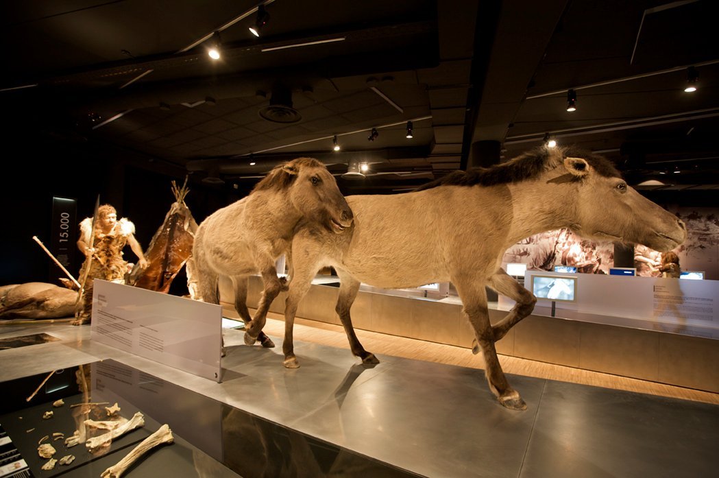 MUSÉE GALLO-ROMAIN DE TONGRES (Tongeren): Ce qu'il faut savoir pour votre  visite (avec photos)