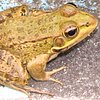 Froschek_1979