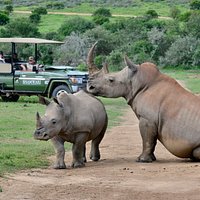 Guest Experience at Shamwari Game Reserve