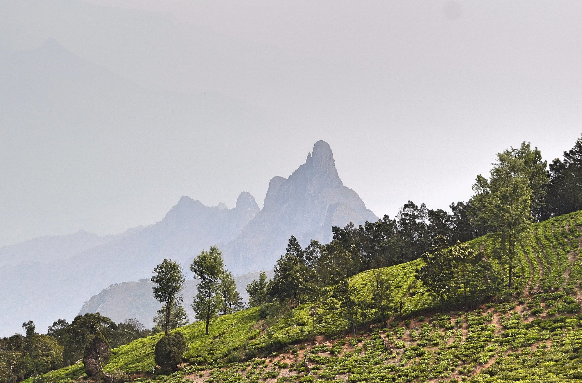 India, Tamil Nadu State, the Nilgiri Hills (Blue Hills), tea estates in the  surroundings of Kotagiri Stock Photo - Alamy