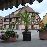 ...et des palmirers font partie du décor