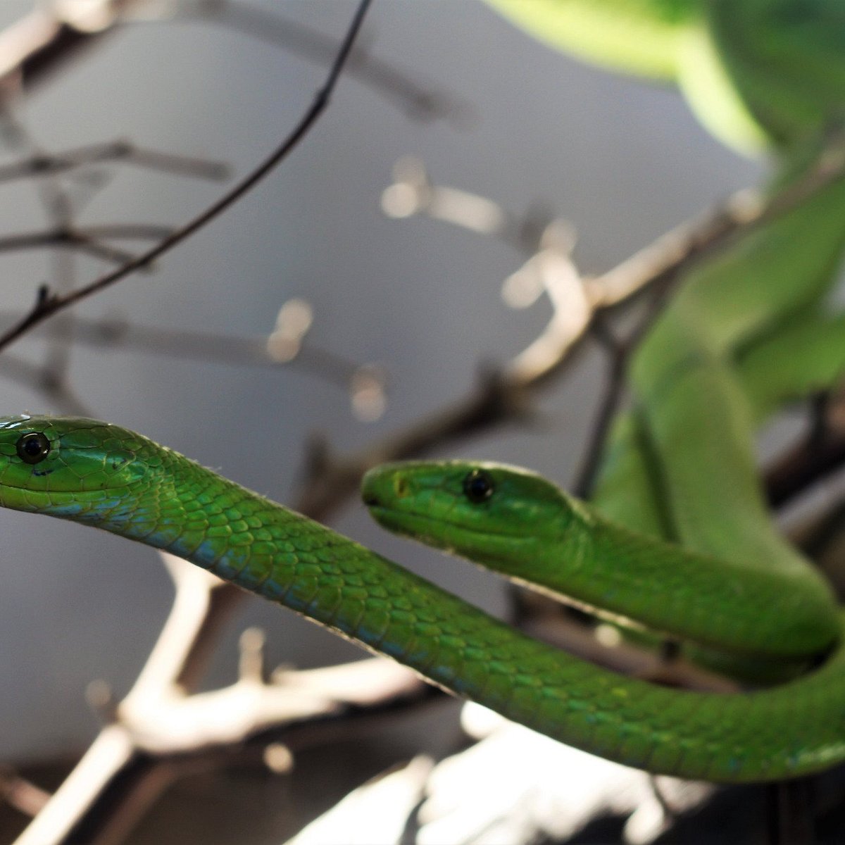 Victoria Falls Snake Park - All You Need to Know BEFORE You Go