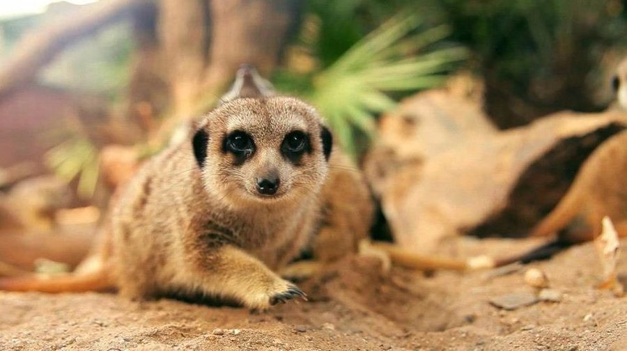 Suricata