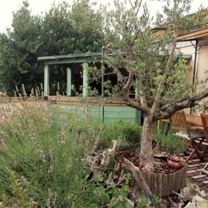 extéireur jardin et jacuzzi (au fond)