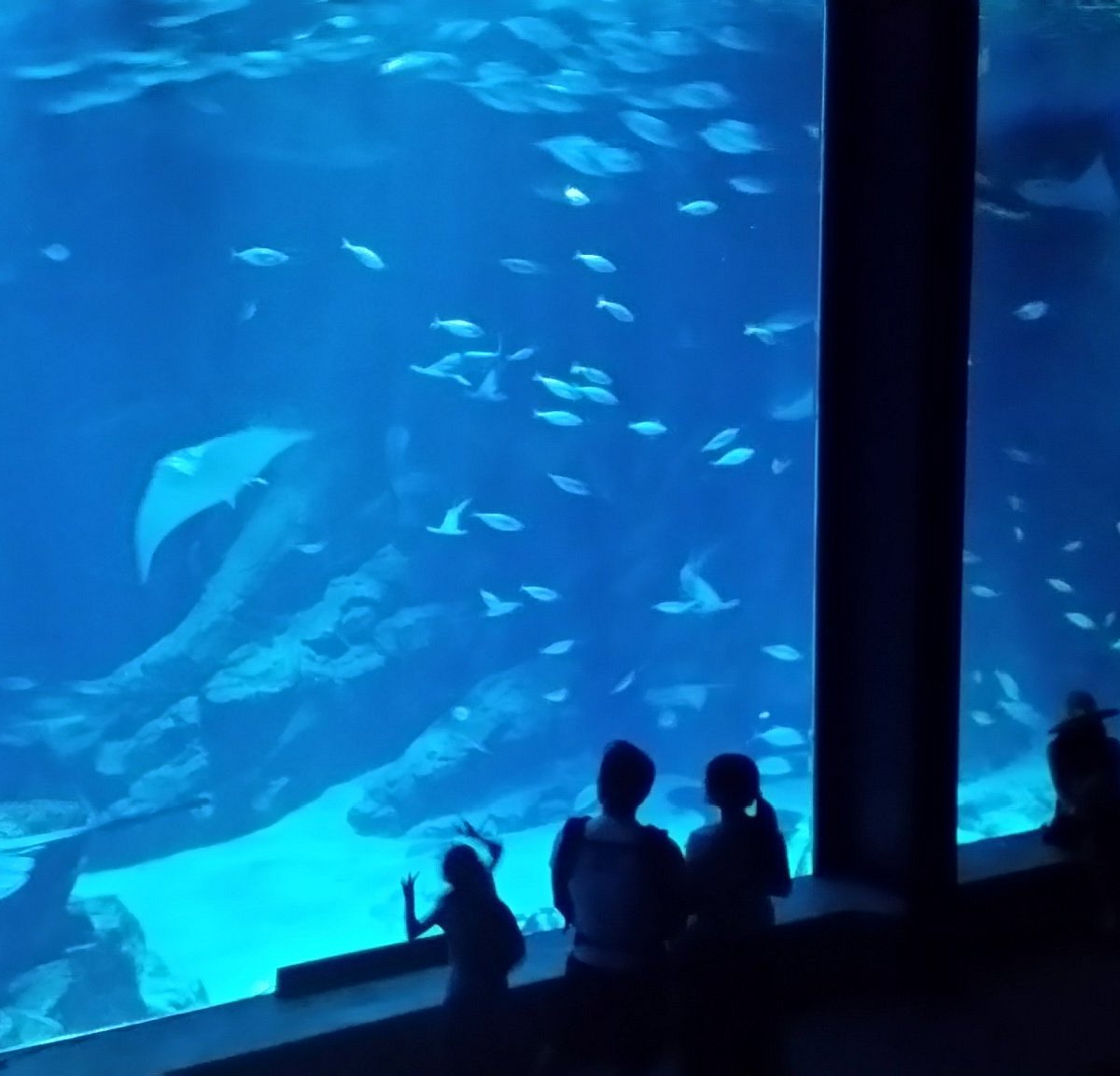 21年 マリンワールド海の中道 行く前に 見どころをチェック トリップアドバイザー 21年 マリンワールド海の中道 行く前に 見どころをチェック トリップアドバイザー