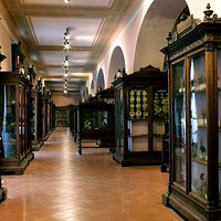 Museo Anatomico - MUSA - Università degli Studi della Campania "Luigi Vanvitelli"
