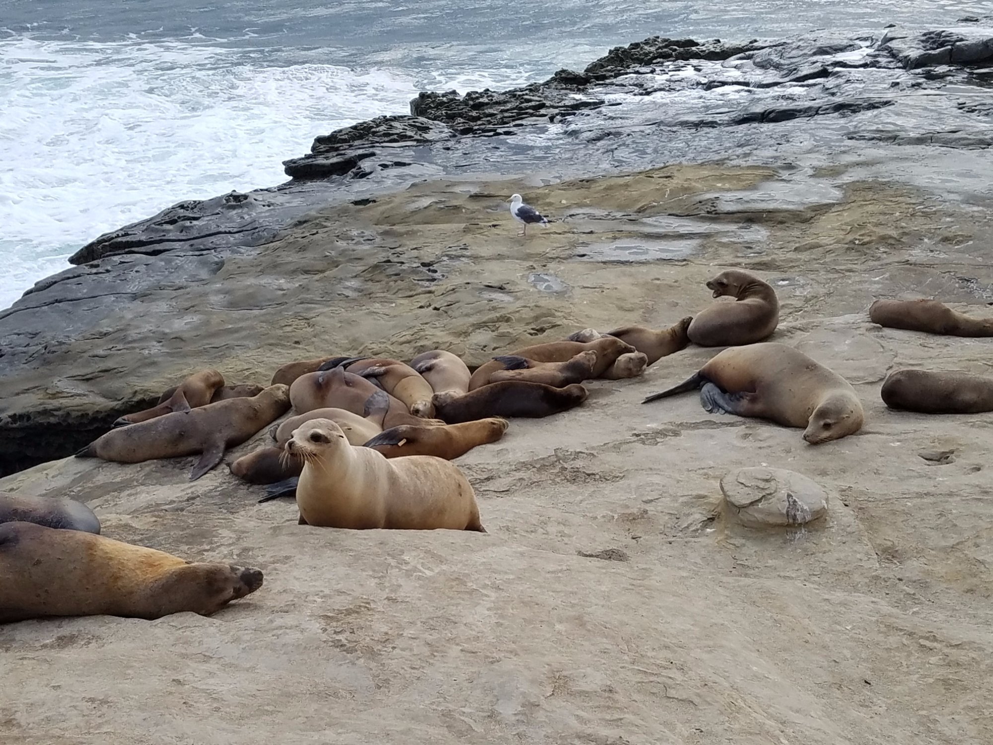 2022 La Jolla Cove Bridge Club   Sea Lions At La Jolla 