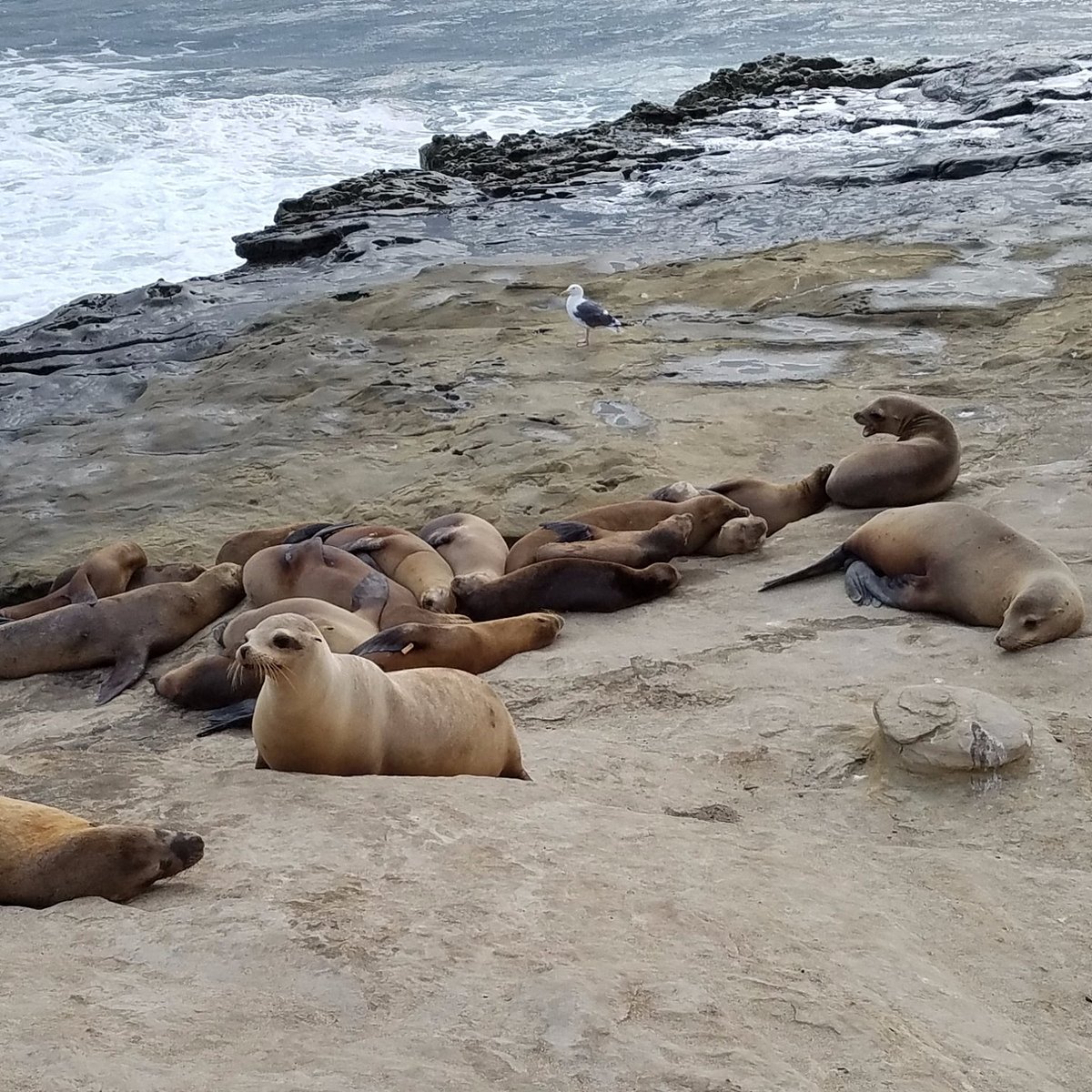 The 5 Best Spots to View Seals and Sea Lions in La Jolla