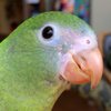 Screeble