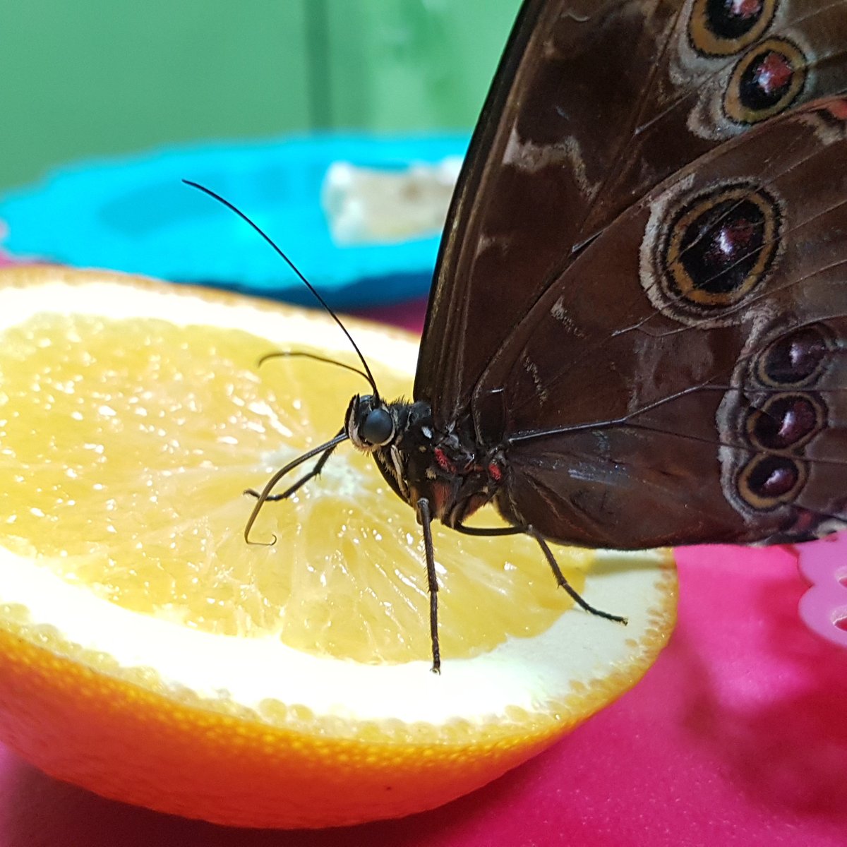 Butterfly House Varna, Варна: лучшие советы перед посещением - Tripadvisor