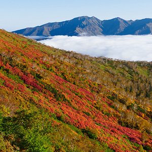 北海道10 大山 Tripadvisor