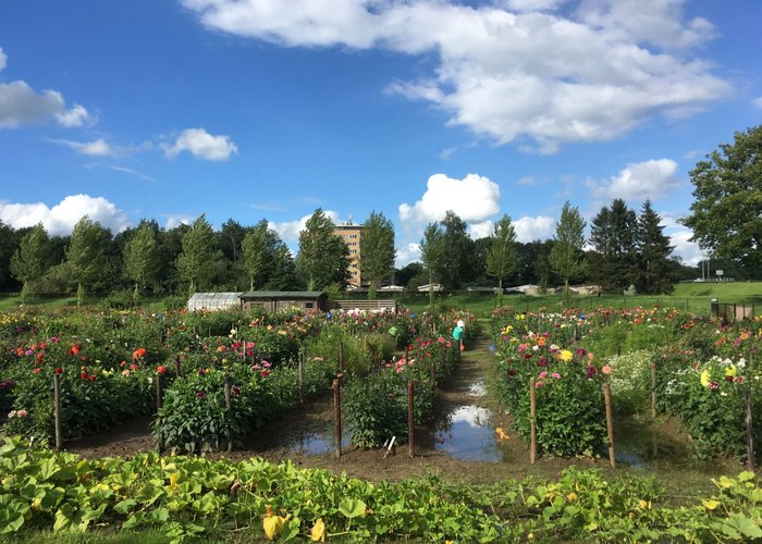 Blomsterområde, ved siden af legepladsen