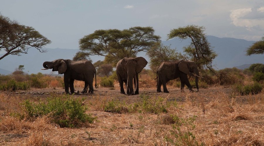 elephants at the waterhole