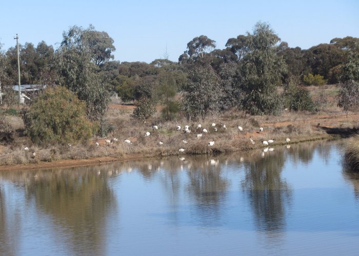 Ibis safe on islet