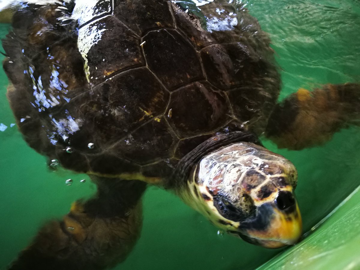 The Kaptan June Sea Turtle Conservation Foundation - All You Need to ...