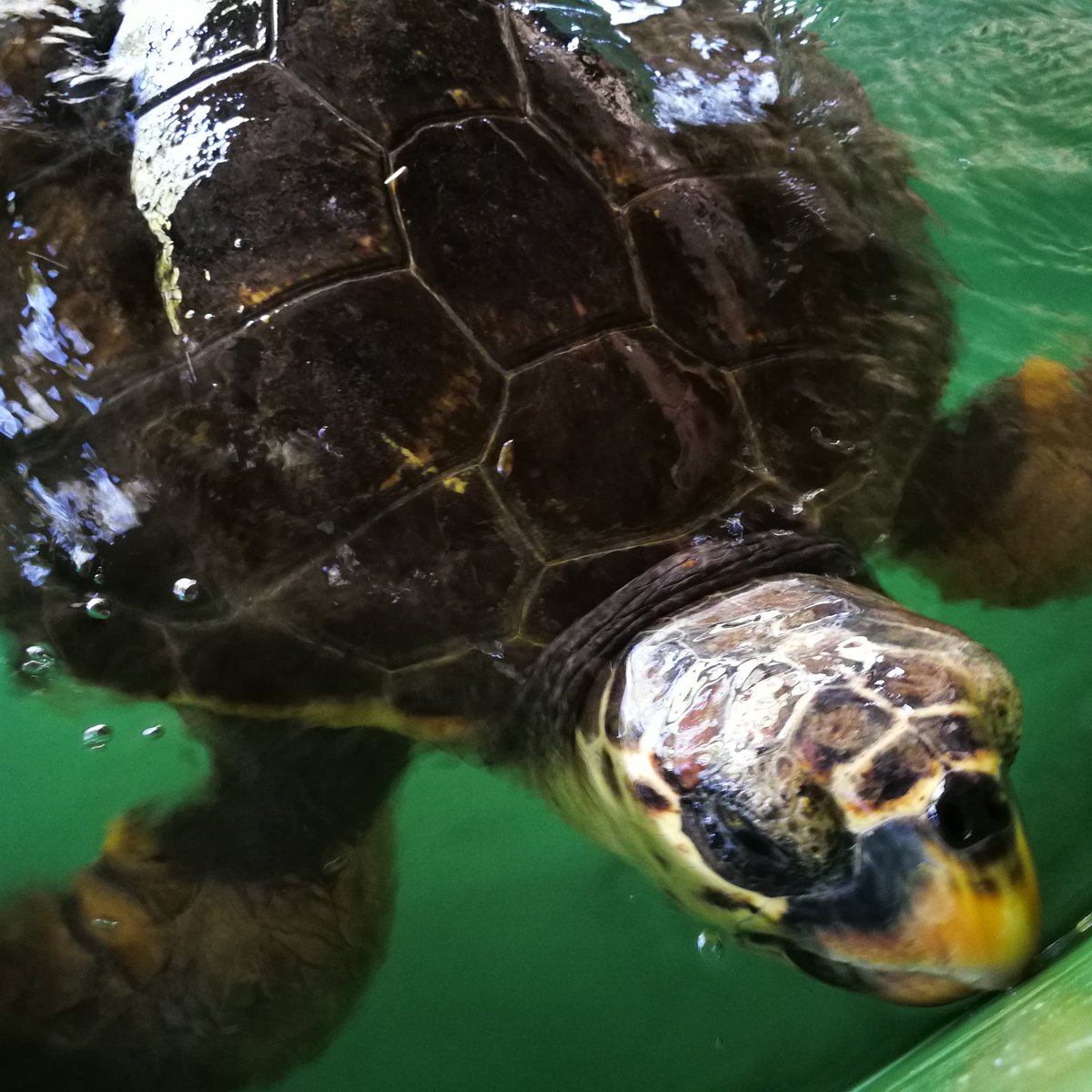 The Kaptan June Sea Turtle Conservation Foundation, Дальян: лучшие советы  перед посещением - Tripadvisor