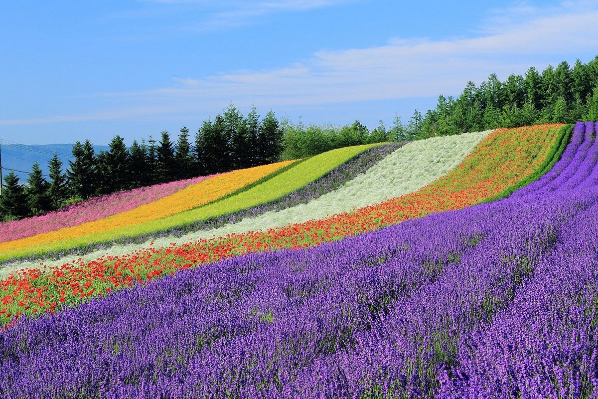 DLM Lavender Fields Day Spa with Tote Bag