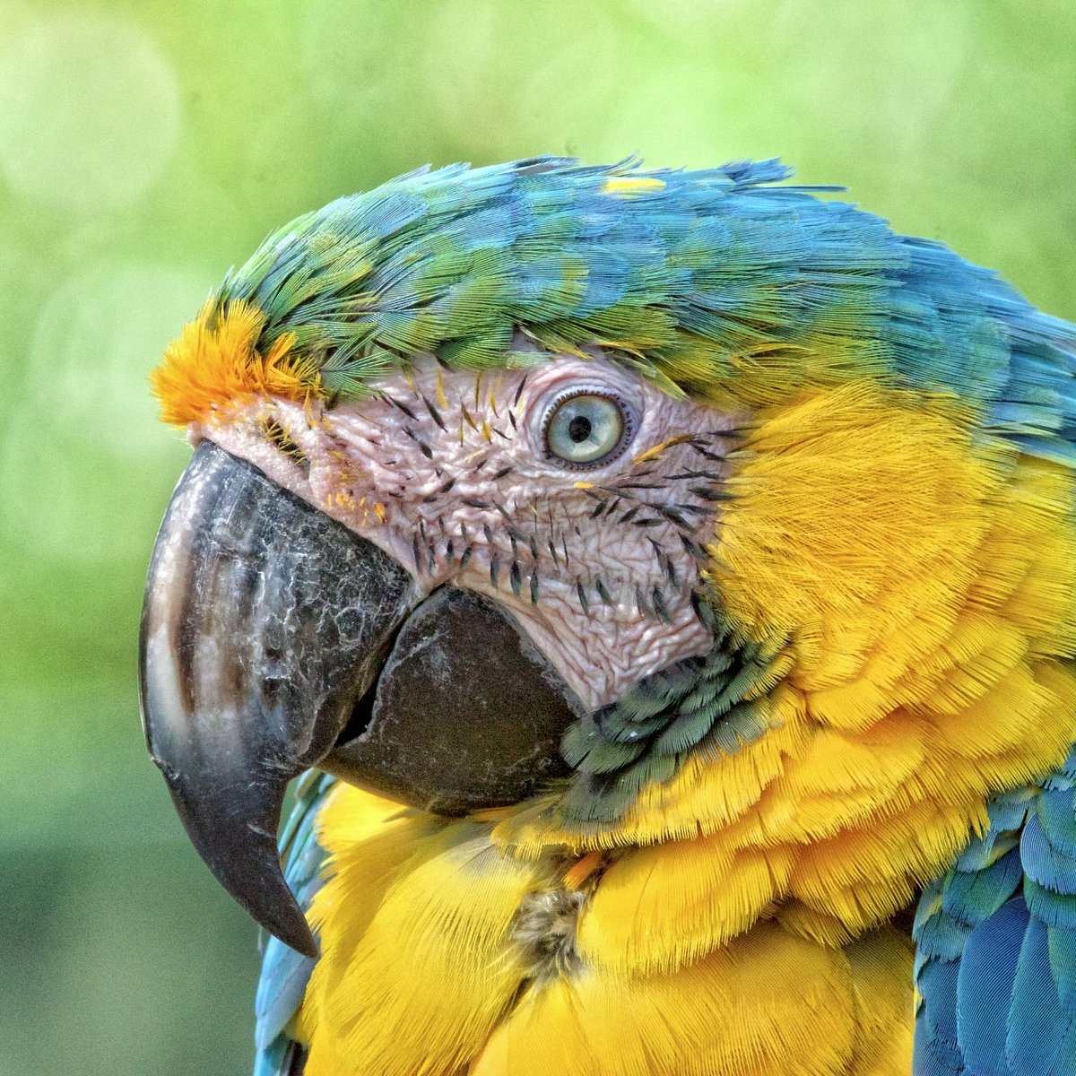 TROPICAL BIRDLAND (Desford) Ce qu'il faut savoir pour votre visite