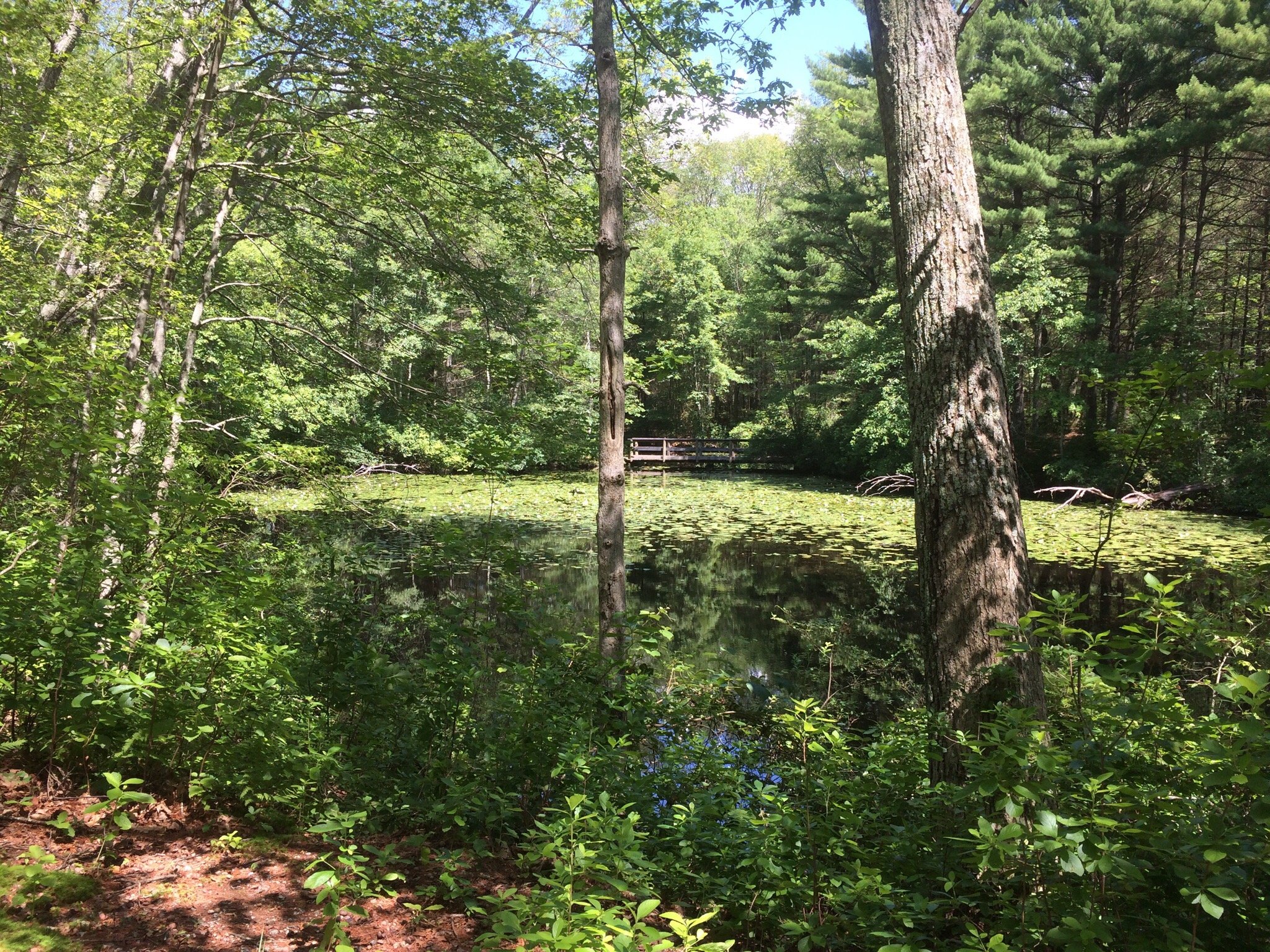 Hopeville Pond State Park, Griswold: лучшие советы перед посещением ...