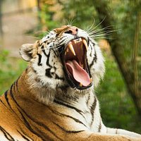 The Siberian tiger at ZOO Ljubljana