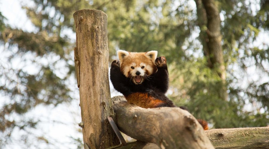 The red panda at ZOO Ljubljana