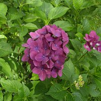 Hortensien