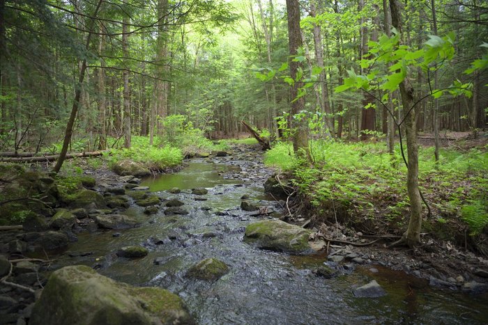 ruisseau sillonnant le parc