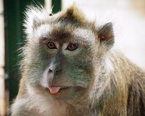 Monyet senyum gambar Paling Populer