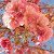 Blossom A