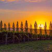 Orange sunset over the vineyard.