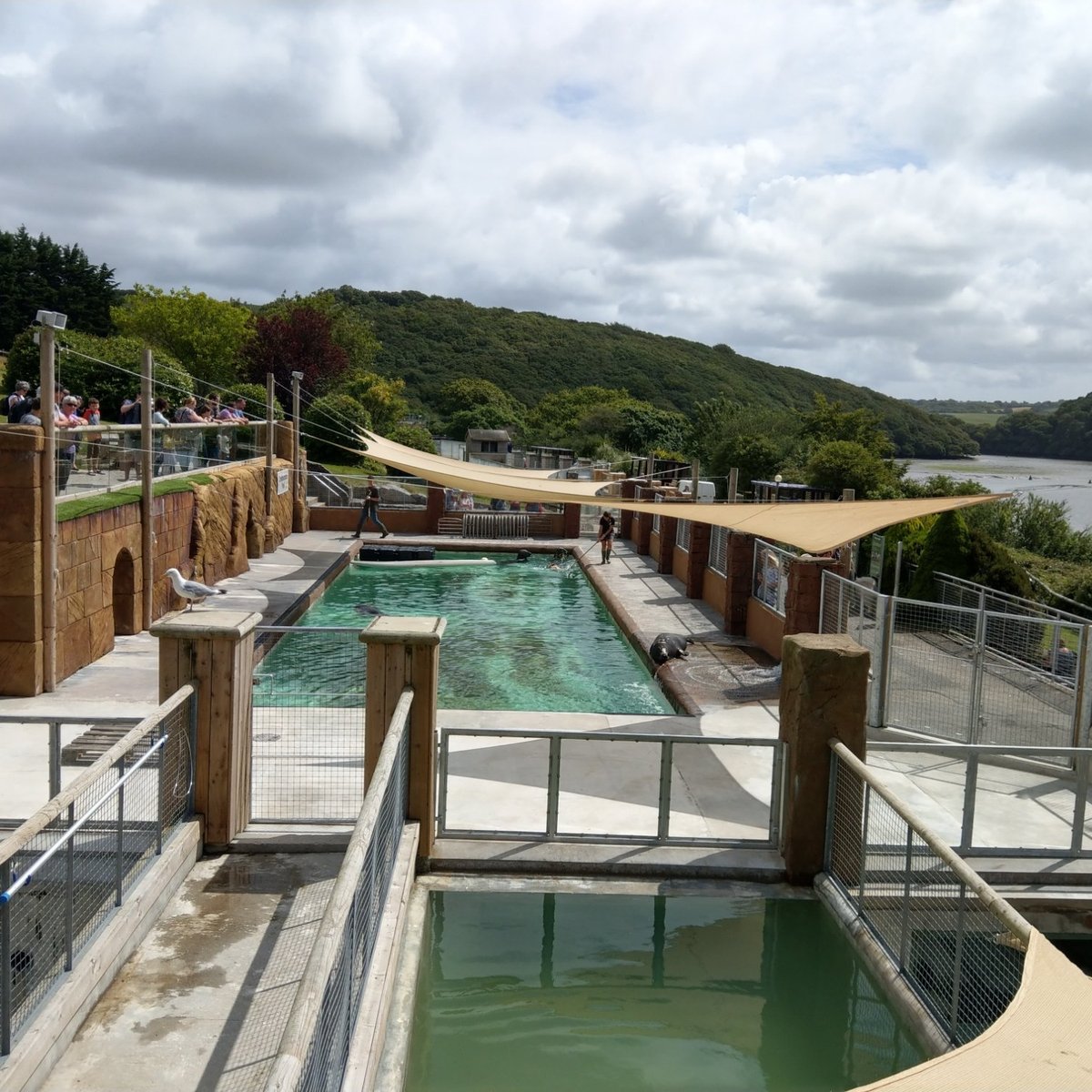 Picture of Cornish Seal Sanctuary