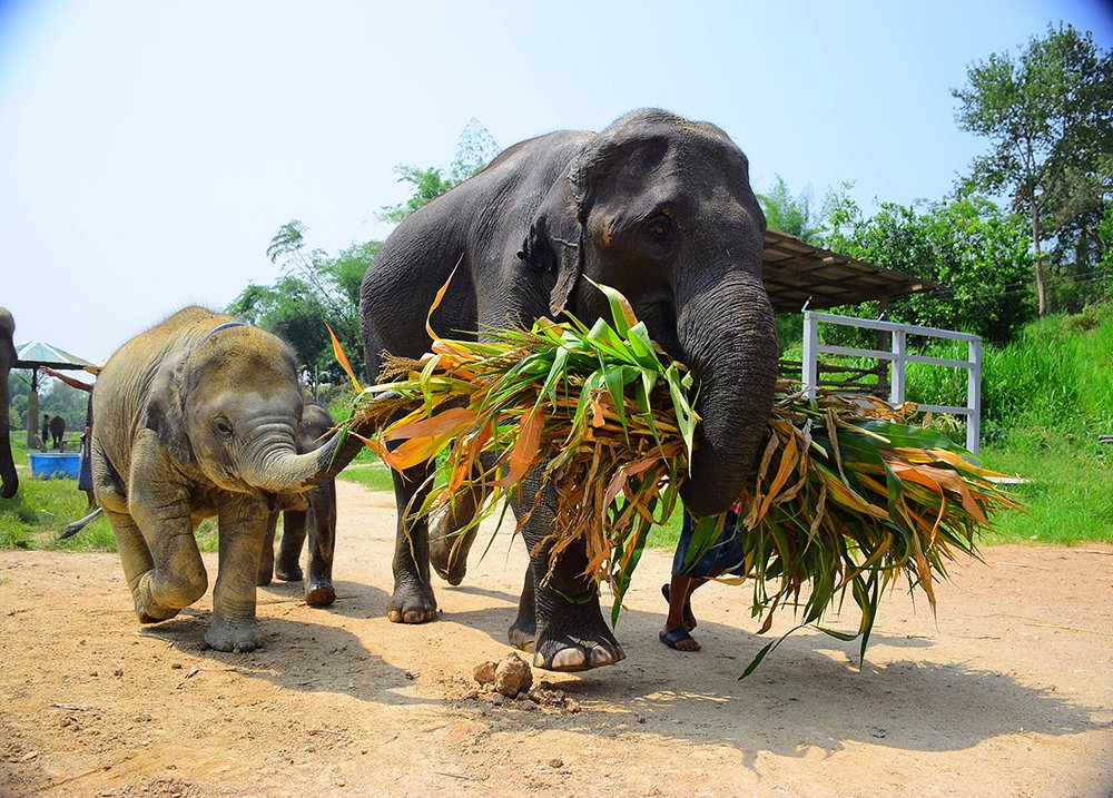 Elephant Retirement Park Phuket - All You Need to Know BEFORE You