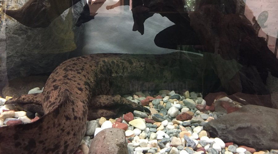水槽は綺麗に清掃されていてよく見える