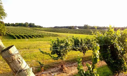 vineyard in front of cottage.