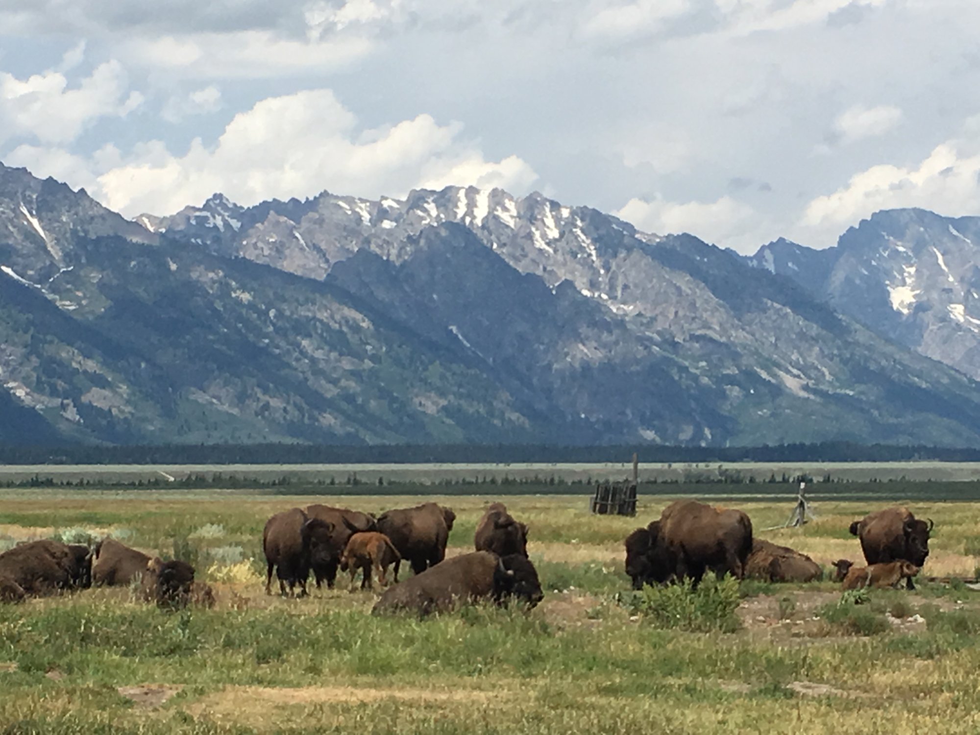 LES MEILLEURS H Tels Kelly 2024   Grazing Bison 