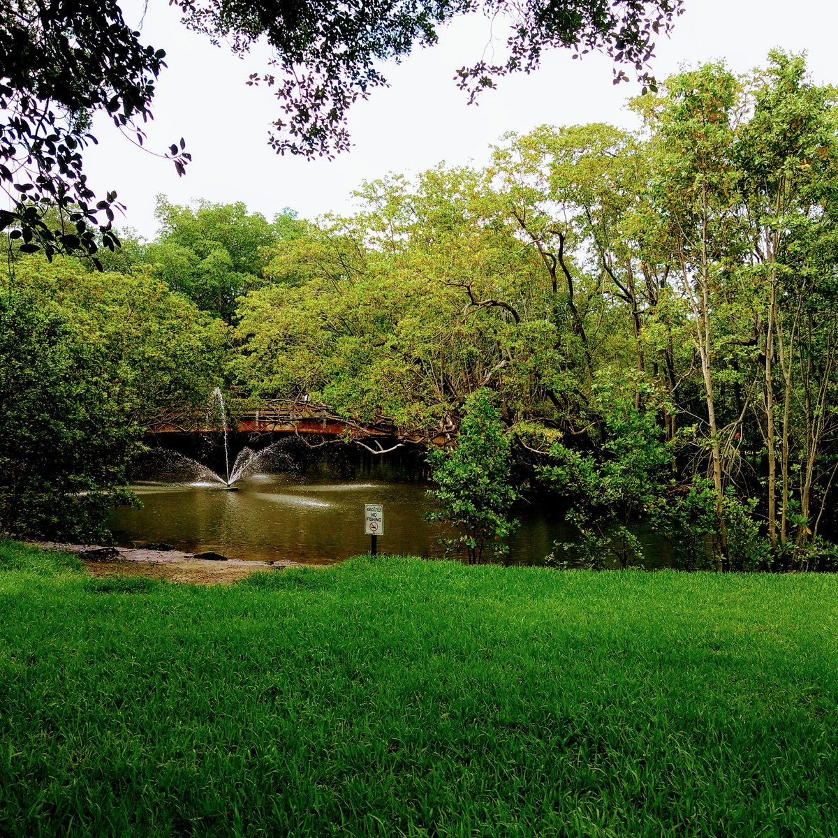 Albums 104+ Pictures enchanted forest elaine gordon park photos Superb