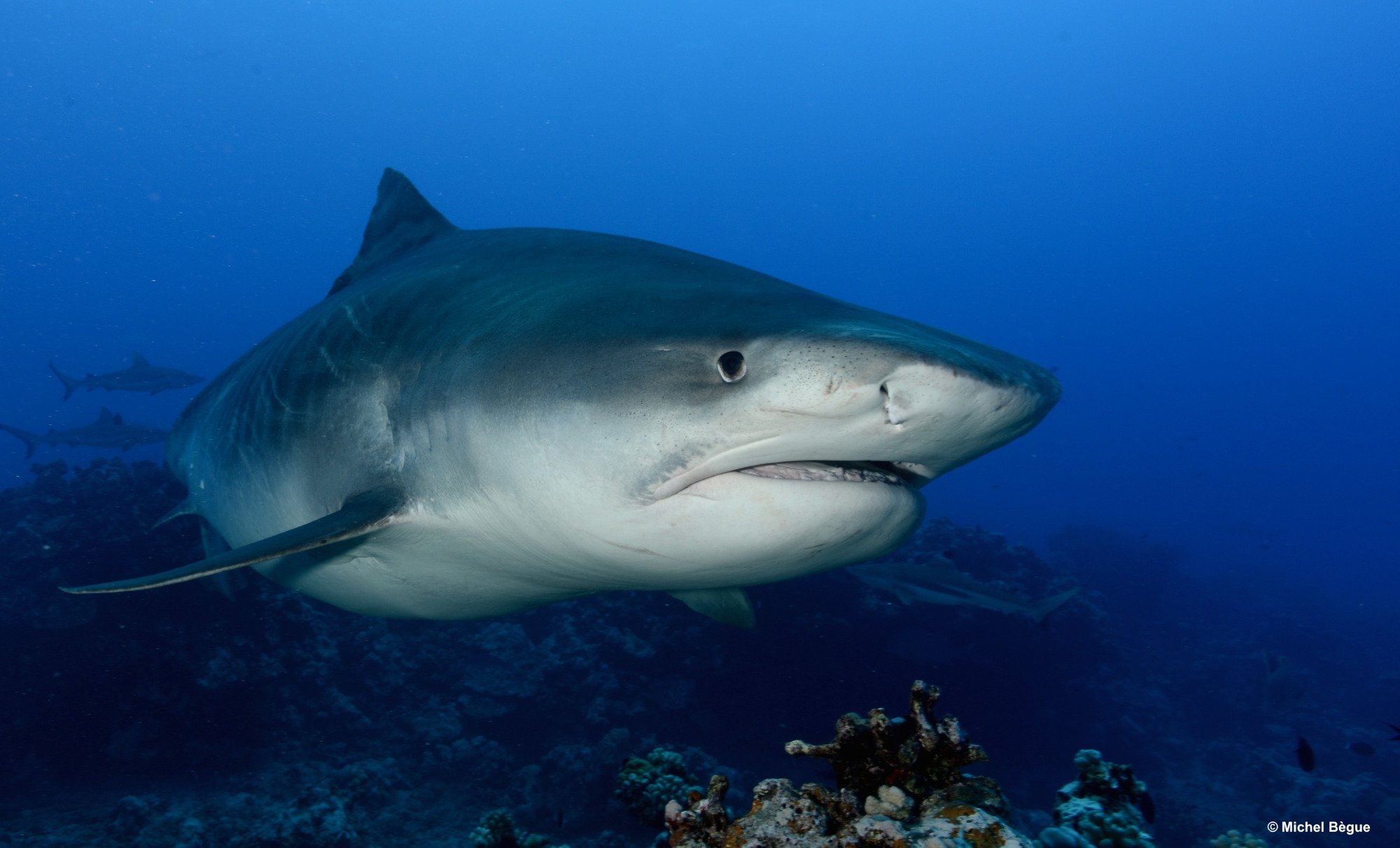 Tahiti Shark Expeditions - All You Need to Know BEFORE You Go (2024)