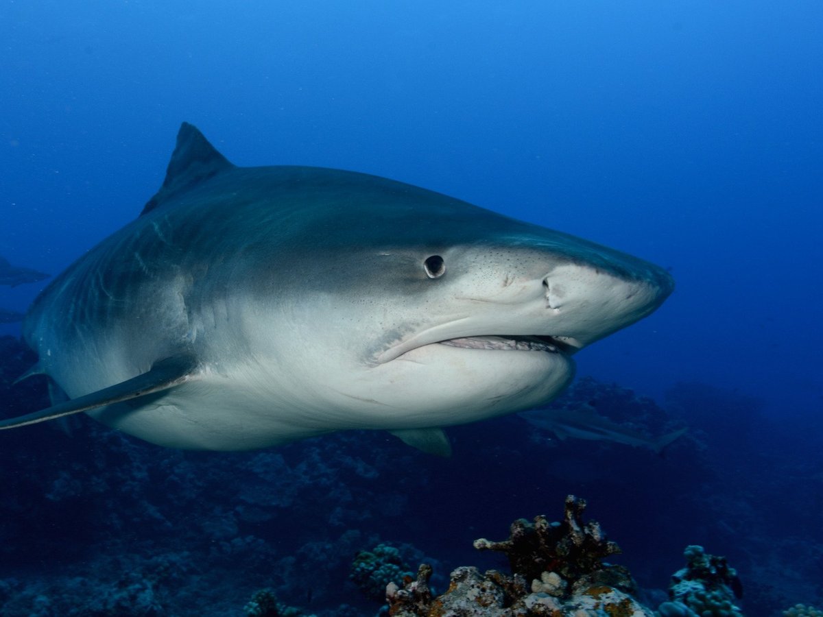 Tahiti Shark Expeditions - All You Need to Know BEFORE You Go (2024)