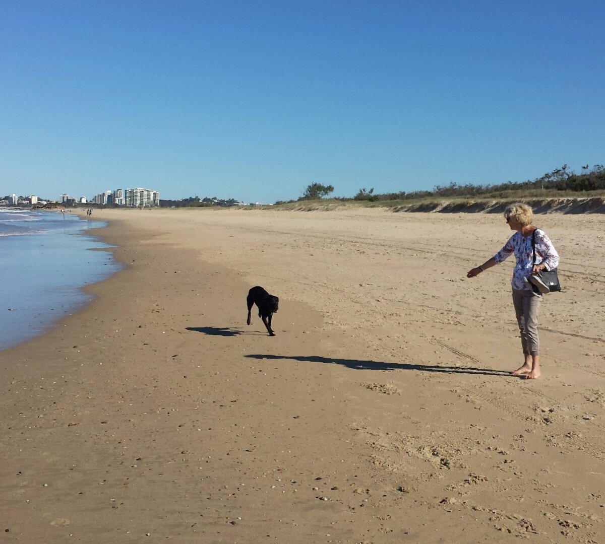 can dogs go studland beach