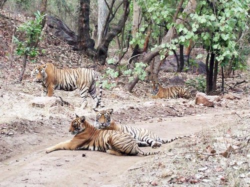 Jaipur To Ranthambore Distance By Road Map The 10 Best Things To Do In Ranthambore National Park - 2022 (With Photos)  - Tripadvisor
