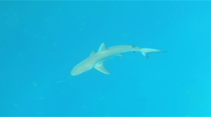Shark..