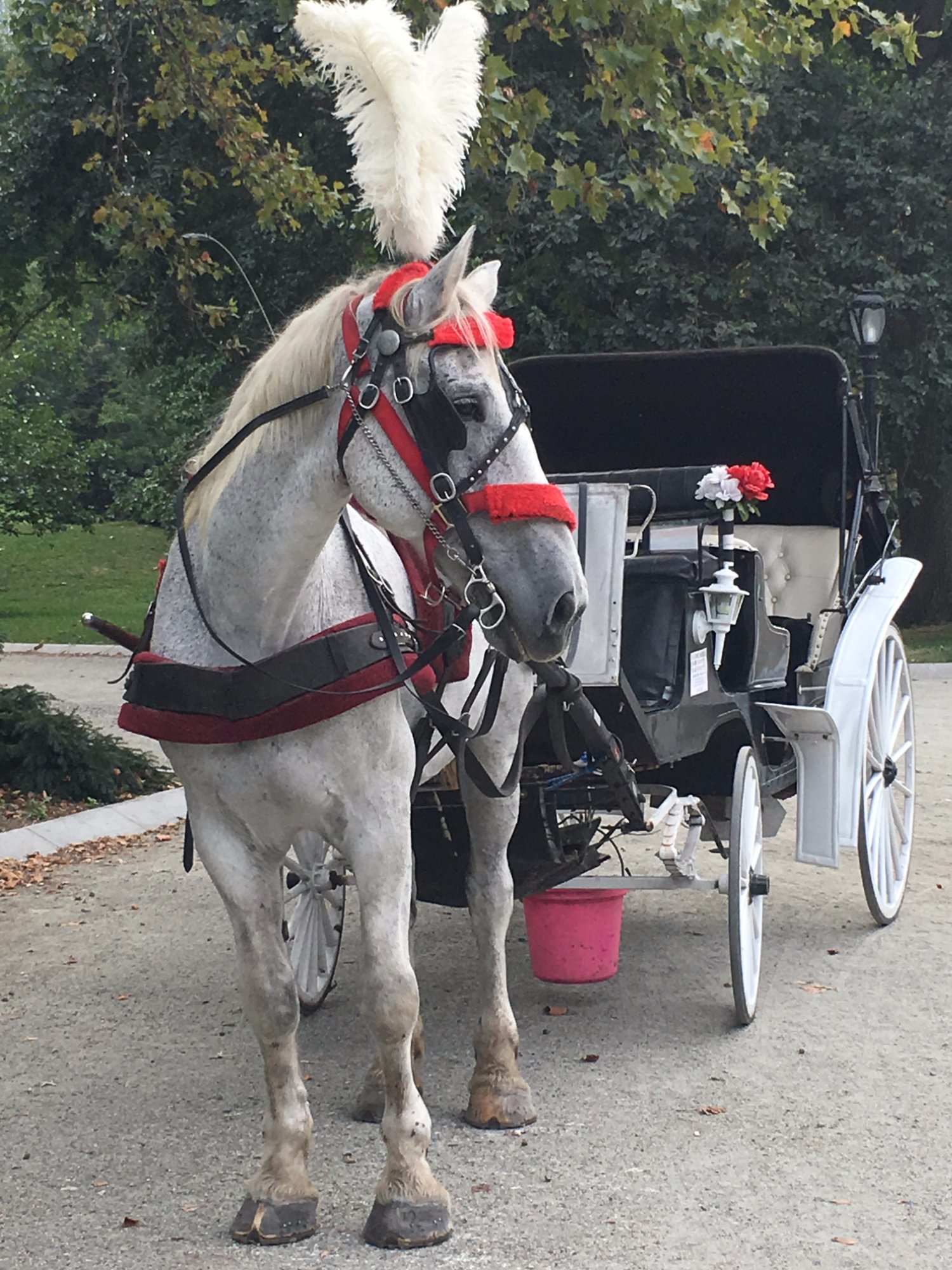 Central park best sale horse show