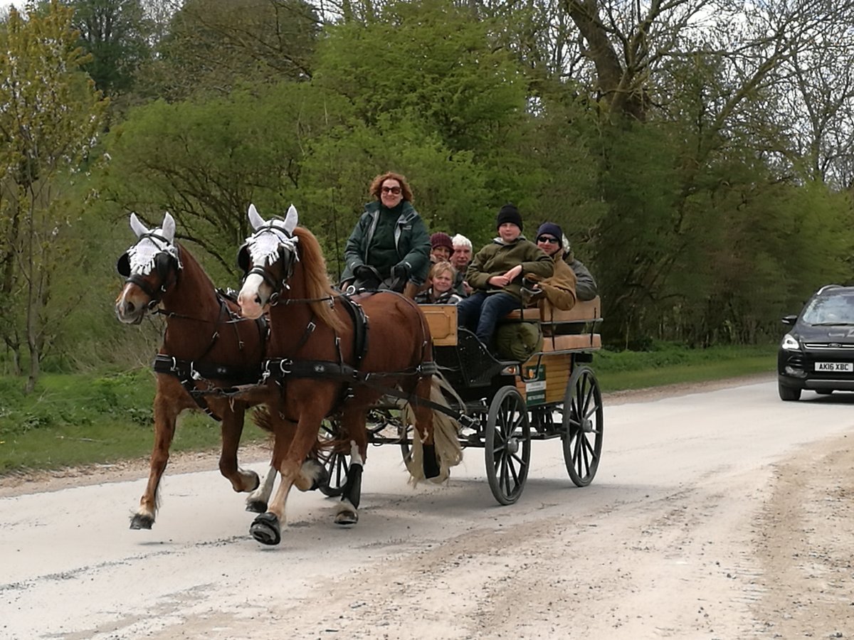 Wessex Carriage Driving - All You Need to Know BEFORE You Go (2024)