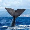 Physeter_catodon